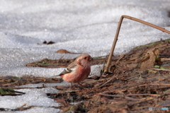 輝く残雪のベニマシコ