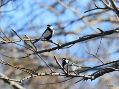 日々探鳥 あそこに、なになに？ 四十雀