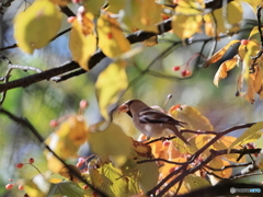 日々探鳥 秋色のシメ