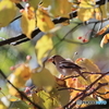 日々探鳥 秋色のシメ
