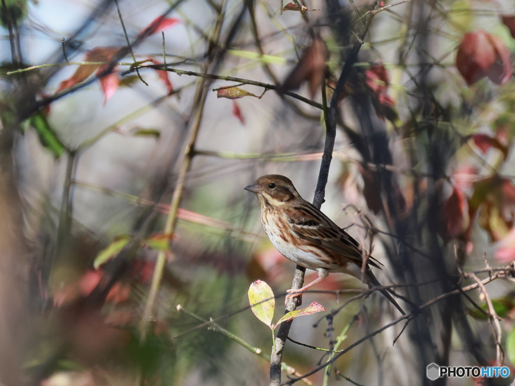 日々探鳥 あなたは･･･？？ 大寿林？