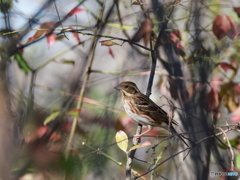 日々探鳥 あなたは･･･？？ 大寿林？