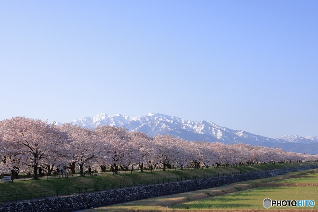桜と立山