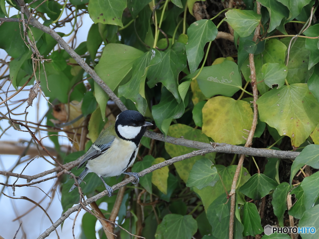 日々探鳥 混群の初めはシジュウカラ