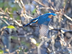 今日のカワセミ 突撃②