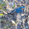 今日のカワセミ 突撃②