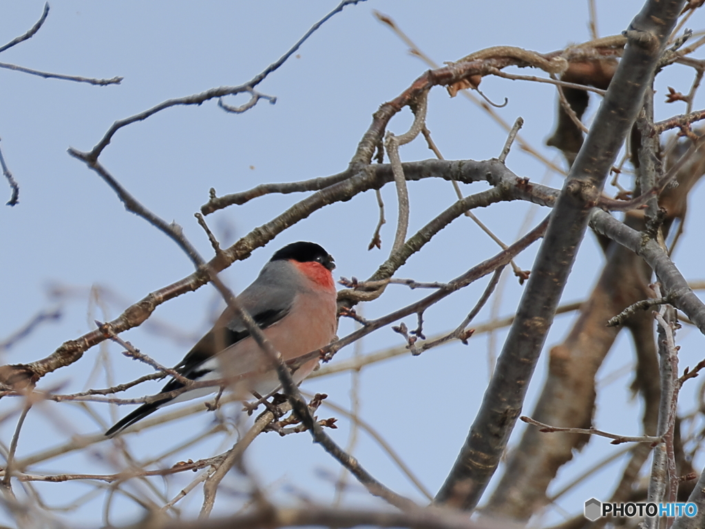 日々探鳥 混群の最後にウソ②