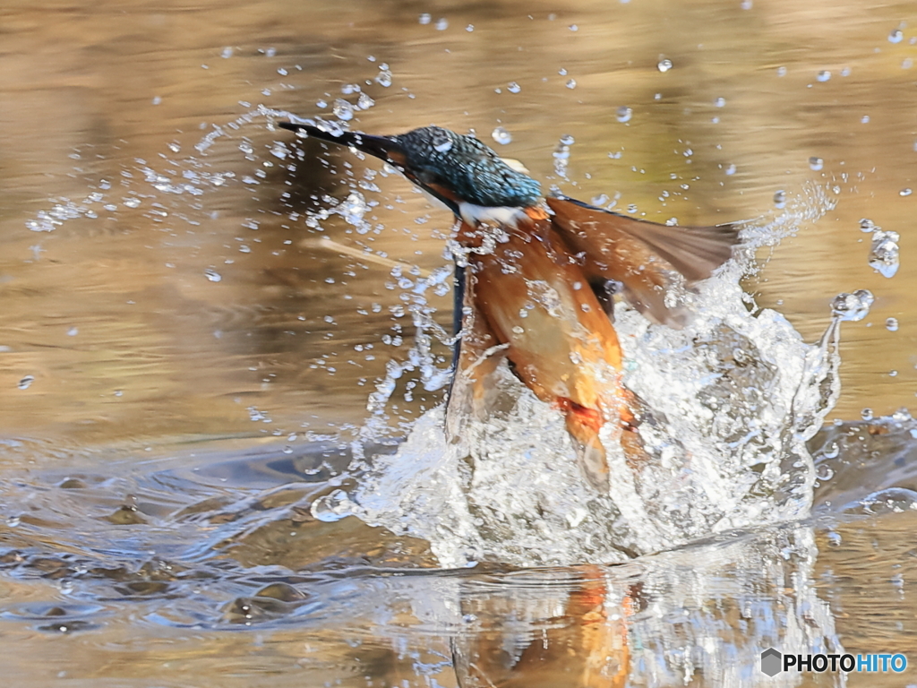 今日のカワセミ 水中から空へ
