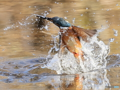 今日のカワセミ 水中から空へ