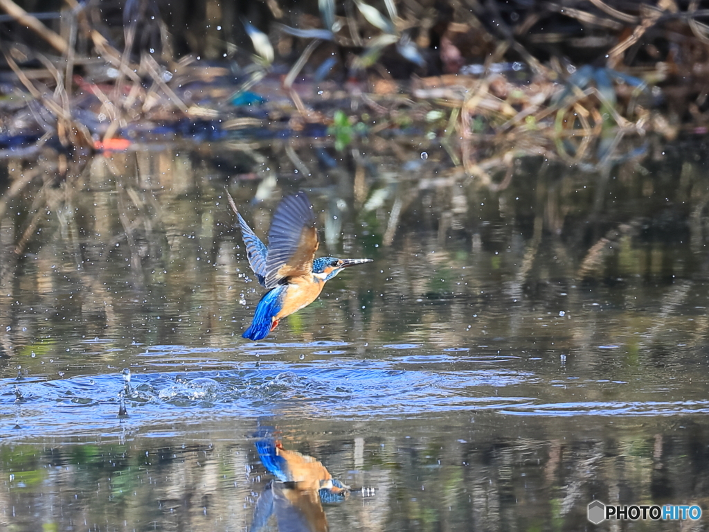 今日のカワセミ 水中浮上から