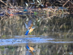 今日のカワセミ 水中浮上から