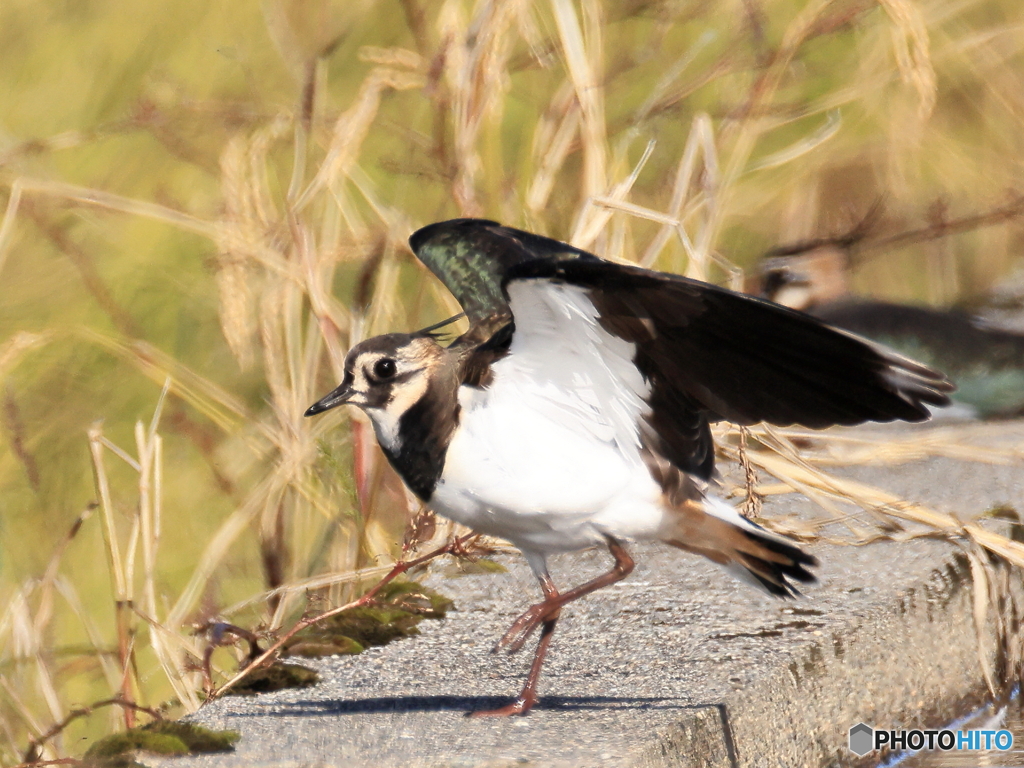 タゲリ百選 どっこいしょ 着地