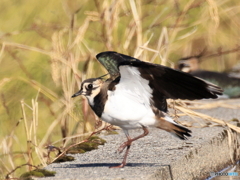 タゲリ百選 どっこいしょ 着地
