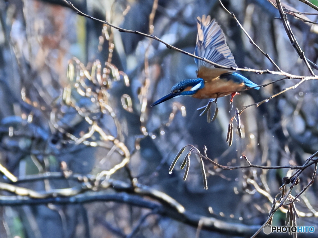 今日のカワセミ 朝露の飛び出し①