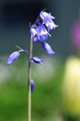 庭の花 ツリガネスイセン