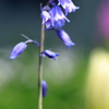 庭の花 ツリガネスイセン