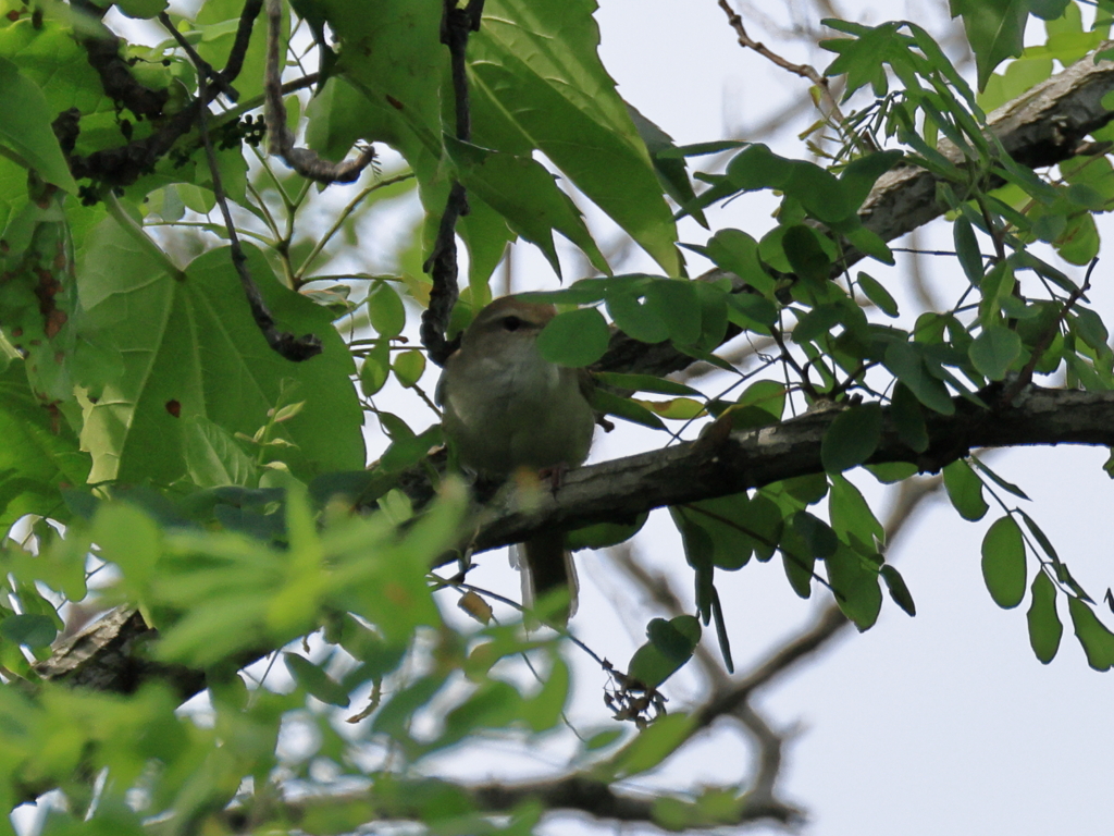 日々探鳥 木隠れウグイス