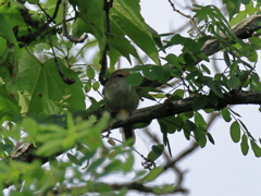 日々探鳥 木隠れウグイス