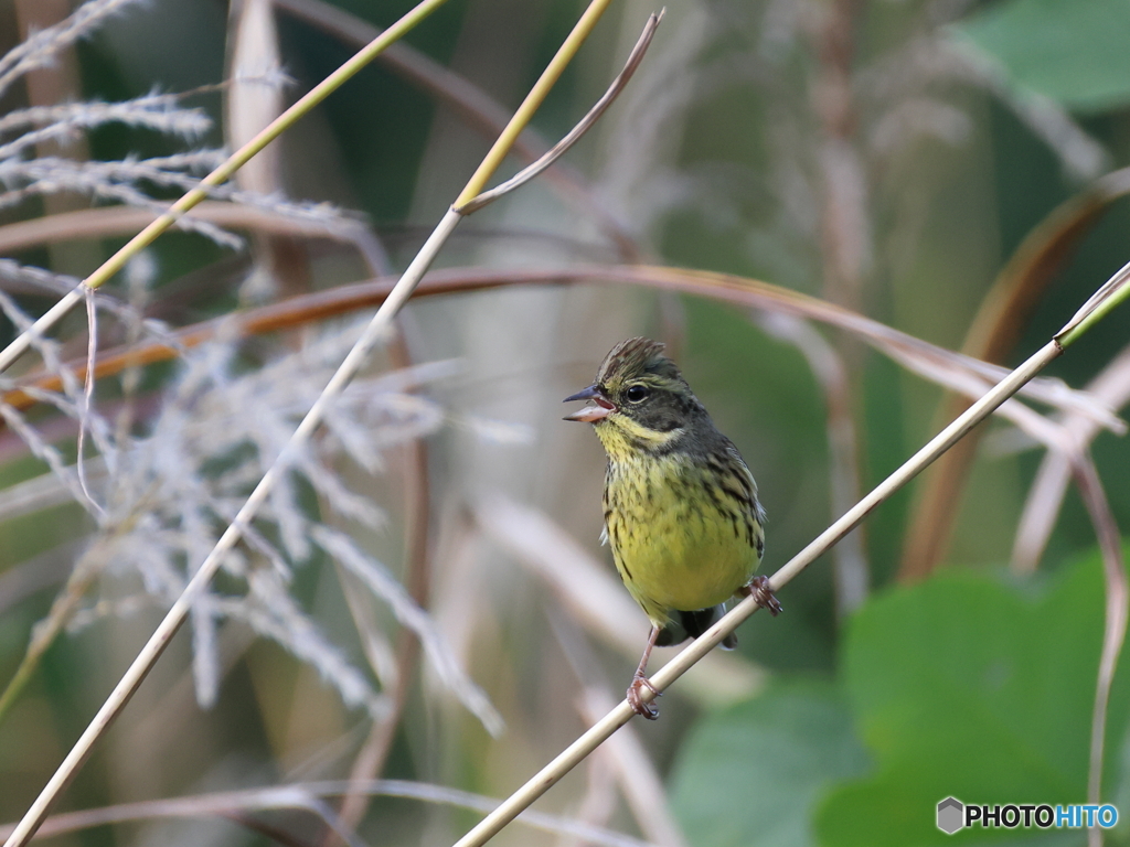 日々探鳥 暖かさに誘われて