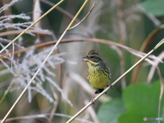日々探鳥 暖かさに誘われて