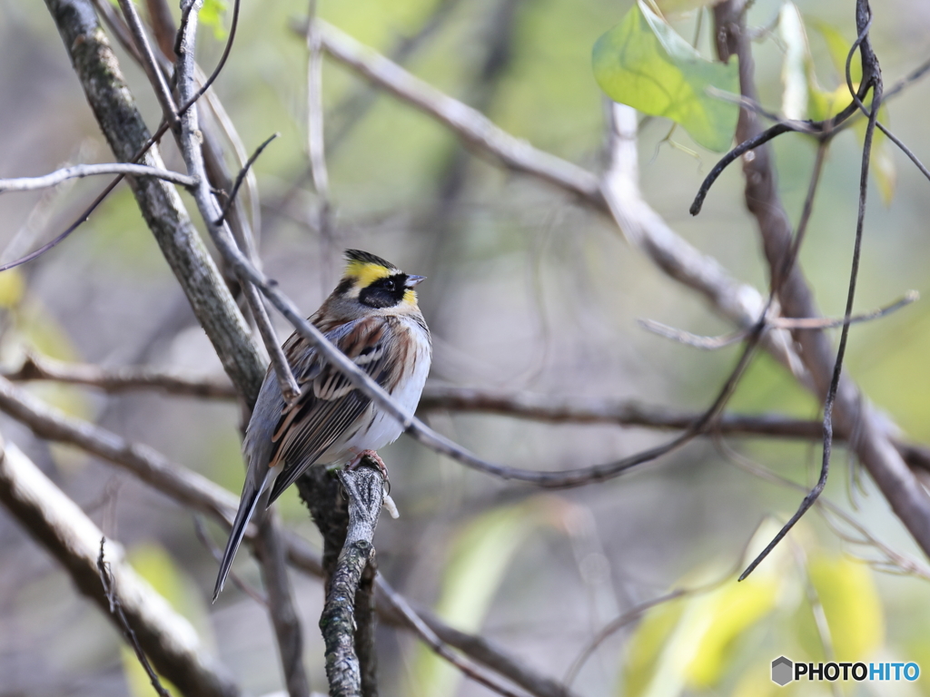 日々探鳥 真ん丸なミヤマホオジロ