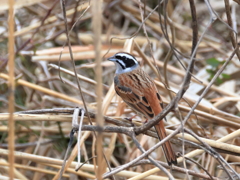 日々探鳥 ホオジロ