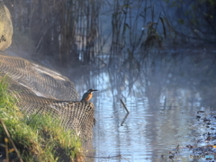今日のカワセミ ようやく暖かな陽ざしへ