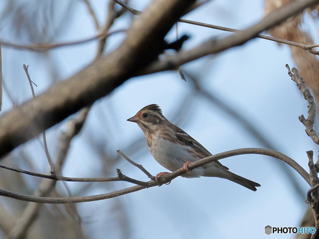 日々探鳥 ようやくカシラダカ