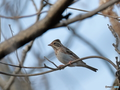 日々探鳥 ようやくカシラダカ