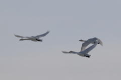 白鳥の飛翔１