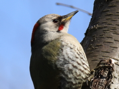 日々探鳥 日向ぼっこのアオゲラ♀②
