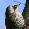 日々探鳥 日向ぼっこのアオゲラ♀②