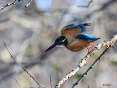今日のカワセミ 飛び出し③