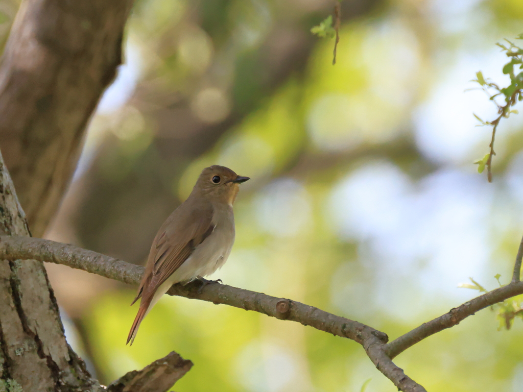 日々探鳥 オオルリ♀③