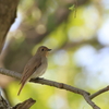 日々探鳥 オオルリ♀③