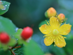 庭の花 黄色い花と赤い実