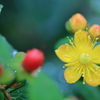 庭の花 黄色い花と赤い実