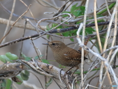 日々探鳥  もう行っちゃうの？