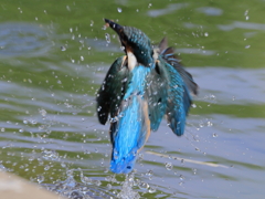 今日のカワセミ♂ 水飛沫①