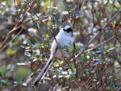 日々探鳥 暖かい日差しをあびて！②