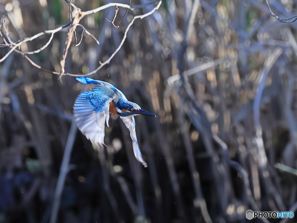 今日のカワセミ 飛翔