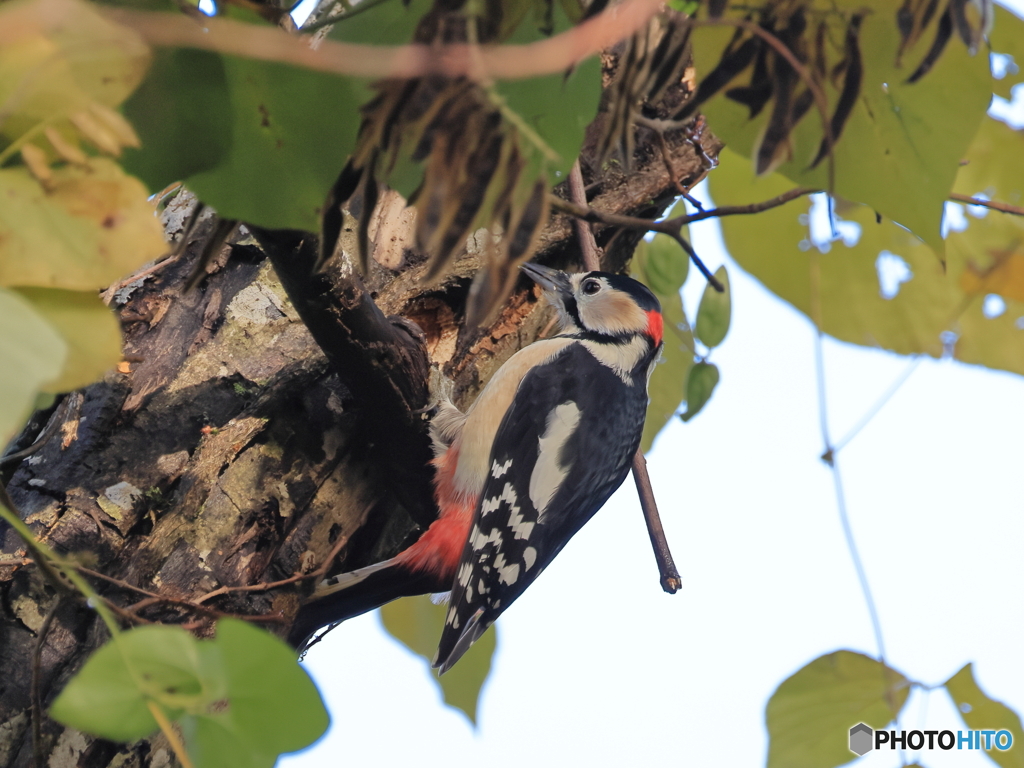 日々探鳥 コツコツとアカゲラが