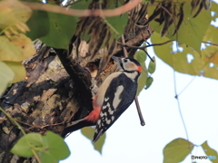 日々探鳥 コツコツとアカゲラが