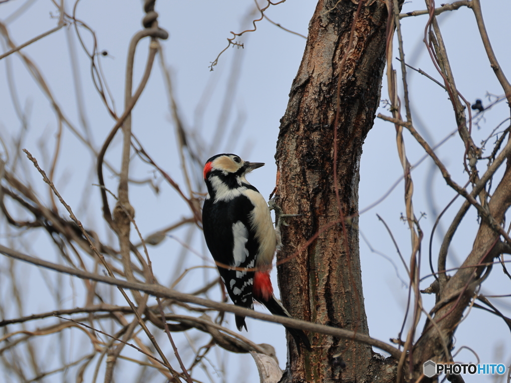 日々探鳥 今年１番目はアカゲラ