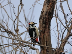 日々探鳥 今年１番目はアカゲラ