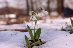 雪のしずく