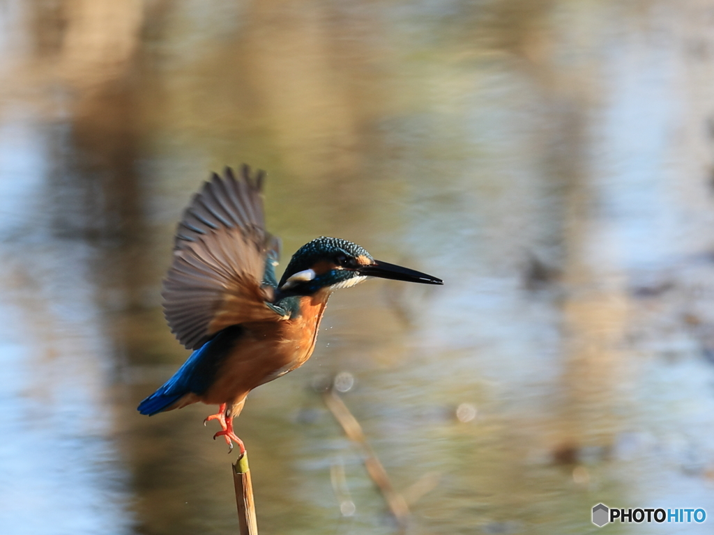 今日のカワセミ 飛び出し④