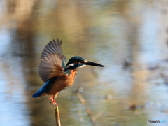 今日のカワセミ 飛び出し④