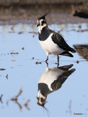 タゲリ百選 水鏡 カッコよく