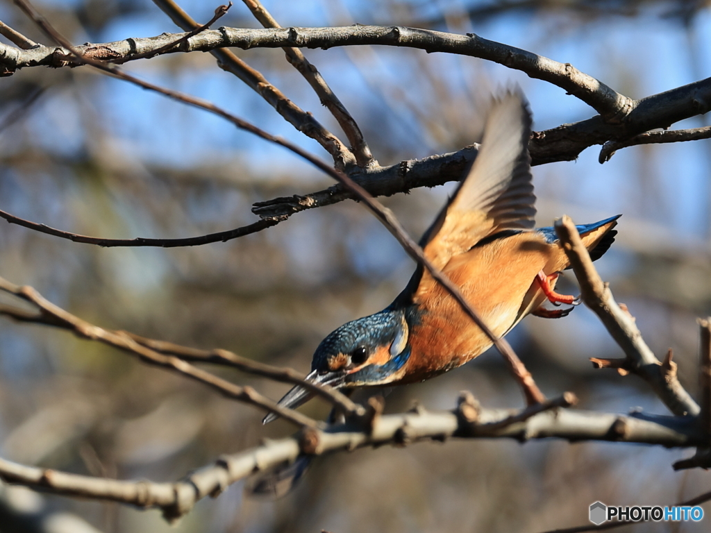 今日のカワセミ 飛び出し③